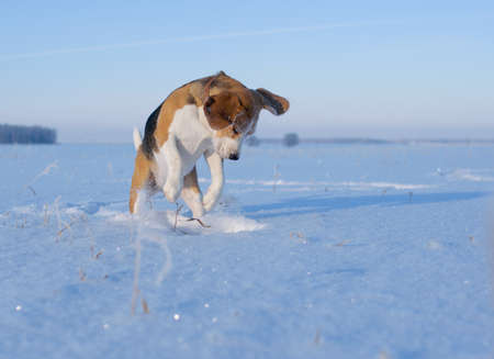 Dog breed Beagle walking in winter forestの写真素材