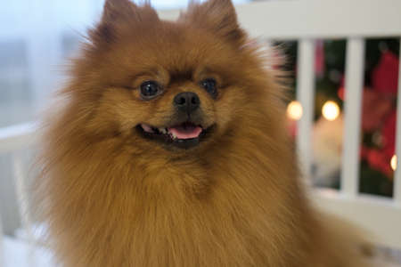 Dog portrait Pomeranian red color of the house in Christmas decorationsの写真素材
