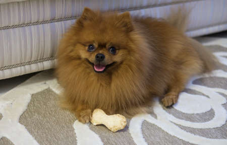 dog breed Pomeranian at home on the rug chewing a bone from tendonsの写真素材