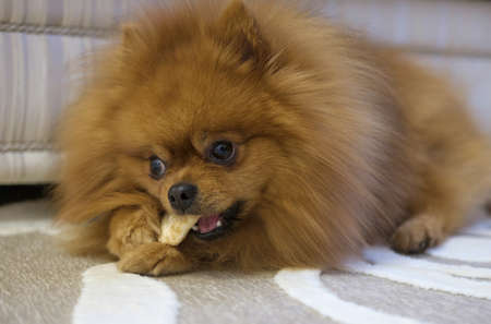 dog breed Pomeranian at home on the rug chewing a bone from tendonsの写真素材