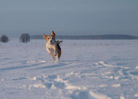 the Beagle dog running around and playing on the snow-covered meadow in winterの写真素材