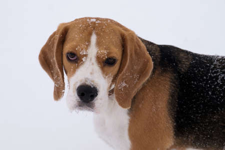 dog portrait Beagle in the winter on a walk on a white snow backgroundの写真素材
