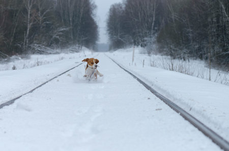 The Beagle dog running around and playing in a snowy forest