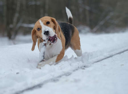 The Beagle dog running around and playing in a snowy forestの写真素材