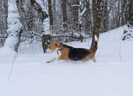 The Beagle dog running around and playing in a snowy forestの写真素材