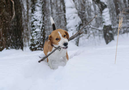 The Beagle dog running around and playing in a snowy forestの写真素材