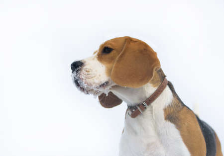 The Beagle dog running around and playing in a snowy forestの写真素材