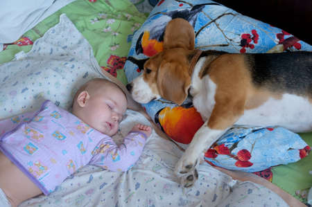 sleeping in bed boy and Beagle dog on the pillowの写真素材