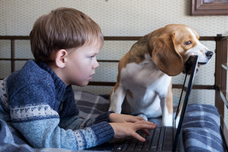 boy lying on bed with laptop and dog breed Beagleの写真素材
