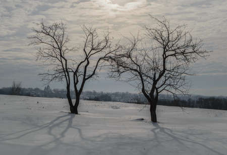 winter landscape with two trees in a field on a Sunny dayの写真素材