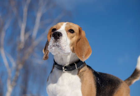 Dog Beagle on a walk and running around playing in the snowの写真素材