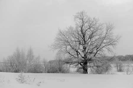 winter landscape with a view of snow-covered tree in a winter field in the fogの写真素材
