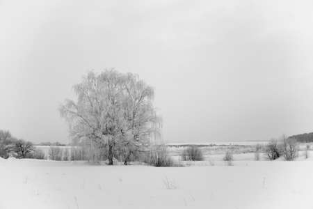 winter landscape with a view of snow-covered tree in a winter field in the fogの写真素材
