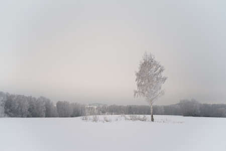 winter landscape with a view of snow-covered tree in a winter field in the fogの写真素材