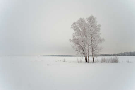 winter landscape with a view of snow-covered tree in a winter field in the fogの写真素材