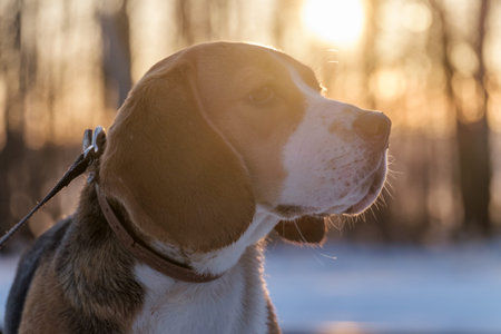 Dog Beagle on a walk in the spring outdoors