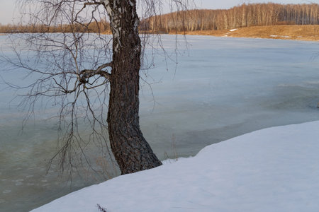 Spring landscape with a view of the lake under the ice and trees on the banksの写真素材