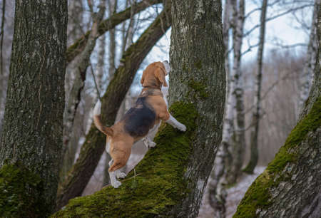 Dog Beagle on a walk in the spring woods is trying to climb the treeの写真素材