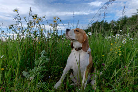 Dog Beagle on a walk in the summer on a green meadow with wild white daisiesの写真素材