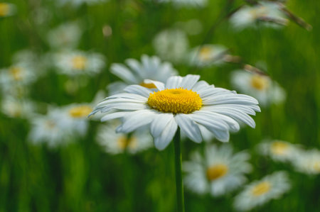 Blooming white wild daisies on a green meadow in summer day