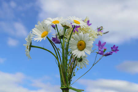 Bouquet wild flowers daisies and bells on the blue sky backgroundの写真素材