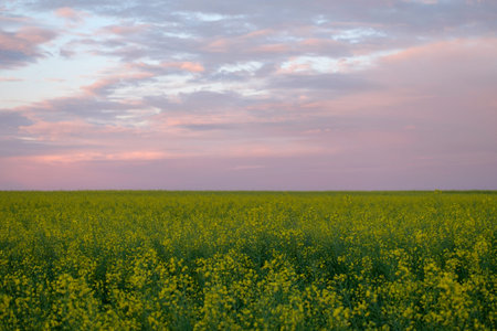 Background landscape with yellow fields and sunset sky
