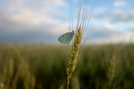 White butterfly on the ears of wheat on a summer eveningの写真素材
