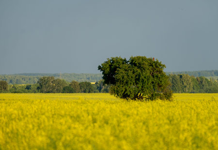 Tree with a dense crown on a yellow field in summer