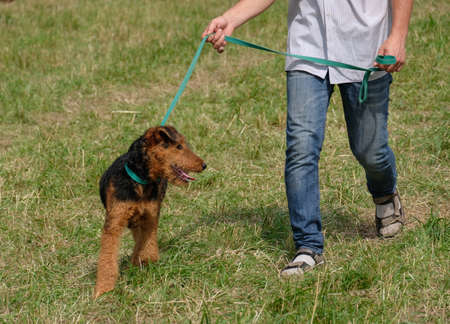 Wales Terrier walks on a leash with the owner in the summerの写真素材