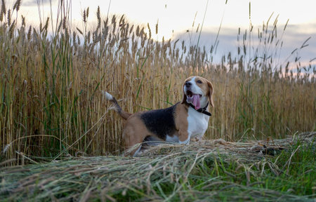 Portrait of a Beagle on an evening walk in the summer fieldの写真素材