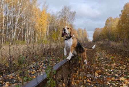 Beagle dog for a walk in the woods on a background of yellow autumn foliageの写真素材