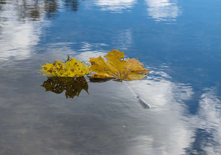 natural background of yellow maple leaves on the water surface of the riverの写真素材