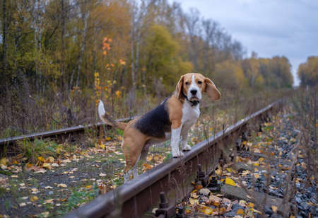 Beagle dog in autumn forest on railroad tracksの写真素材