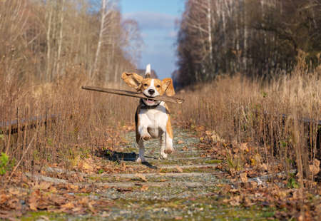 Beagle dog running around and playing with a stick in the autumn forestの写真素材