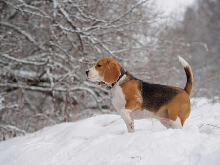 dog Beagle on a walk in the winter woods with white snowdrifts and snow-covered treesの写真素材