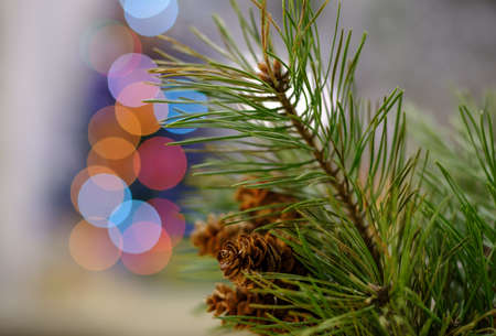 green pine branch with cones on a background of blurry multicolored Christmas tree lightsの写真素材