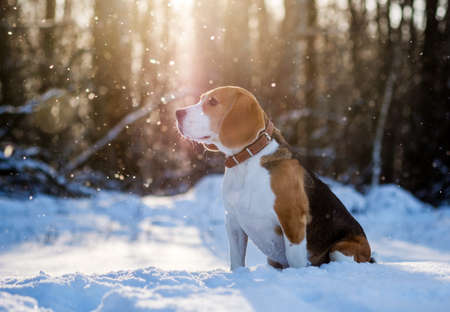 Beagle dog walking in snowy winter forest at Sunny winter dayの写真素材
