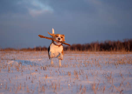 Beagle dog walking in the winter evening sunsetの写真素材