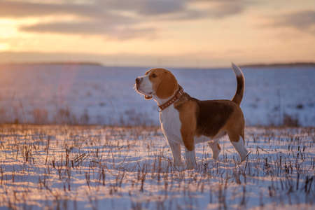 Beagle dog walking in the winter evening sunsetの写真素材