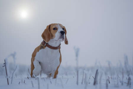 Beagle dog walking in snowy winter forest at Sunny winter dayの写真素材