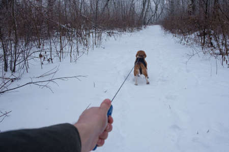 the hand of the owner and the Beagle on a leash during a walk in the winter woodsの写真素材