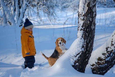 boy and Beagle dog walking and playing in the winter snow-covered forest in a frosty Sunny dayの写真素材