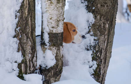 Beagle dog runs and plays in the winter forest on a Sunny frosty dayの写真素材