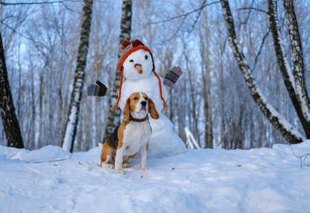 Beagle dog and snowman in winter snowy forestの写真素材