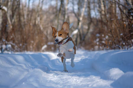 Beagle dog runs and plays in the winter forest on a Sunny frosty dayの写真素材