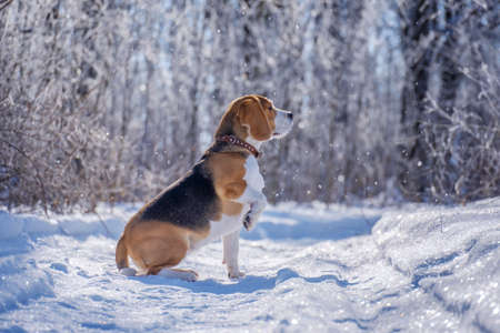 Beagle dog runs and plays in the winter forest on a Sunny frosty dayの写真素材