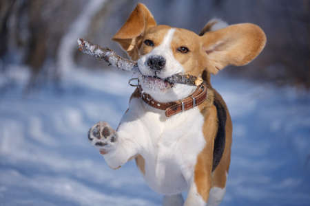 Beagle dog runs and plays in the winter forest on a Sunny frosty dayの写真素材