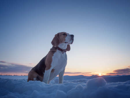 Beagle dog on a walk at sunset in a snowy fieldの写真素材