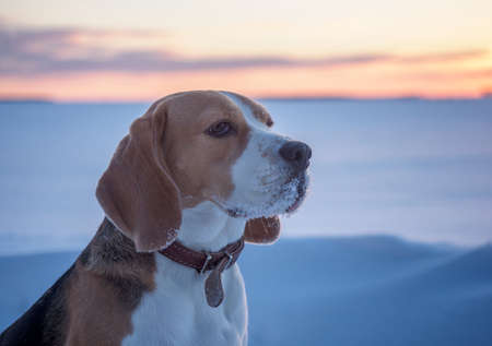 Beagle dog on a walk at sunset in a snowy fieldの写真素材