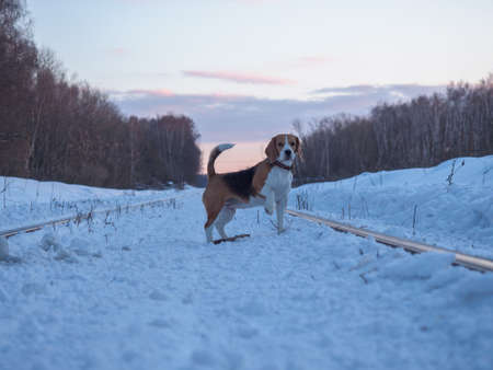Beagle dog on a walk at sunset in a snowy fieldの写真素材